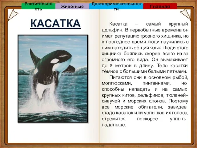 КАСАТКА Касатка – самый крупный дельфин. В первобытные времена он имел репутацию