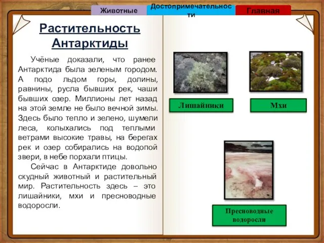 Растительность Антарктиды Лишайники Мхи Пресноводные водоросли Учёные доказали, что ранее Антарктида была