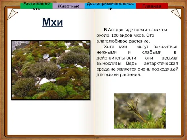 Мхи В Антарктиде насчитывается около 100 видов мхов. Это влаголюбивое растение. Хотя