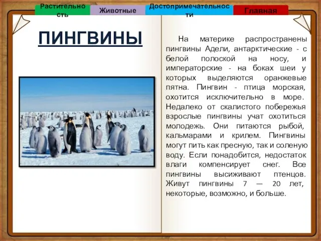 ПИНГВИНЫ На материке распространены пингвины Адели, антарктические - с белой полоской на