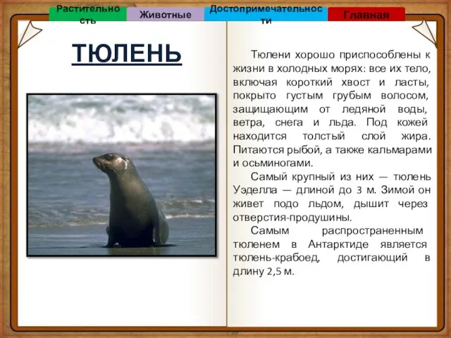 ТЮЛЕНЬ Тюлени хорошо приспособлены к жизни в холодных морях: все их тело,