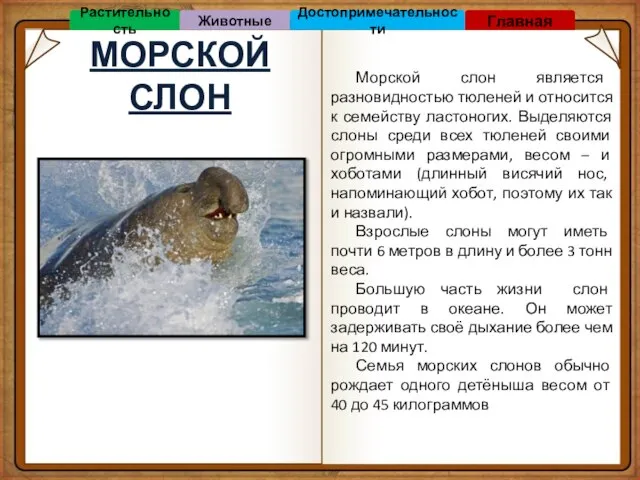 МОРСКОЙ СЛОН Морской слон является разновидностью тюленей и относится к семейству ластоногих.