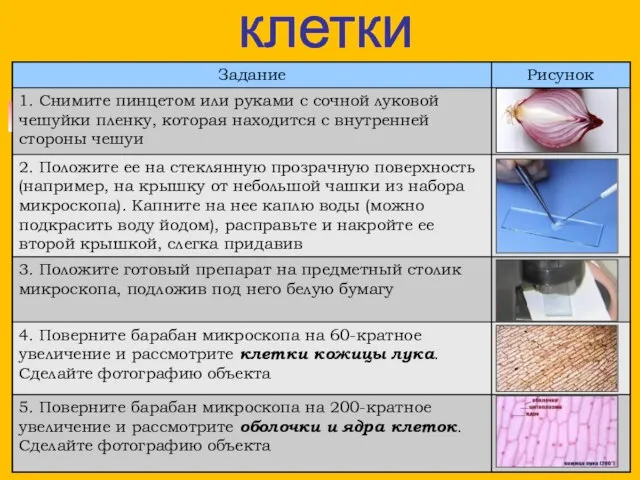 2. Строение клетки