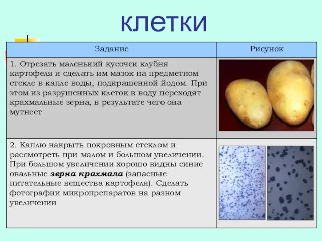 3. Включения клетки