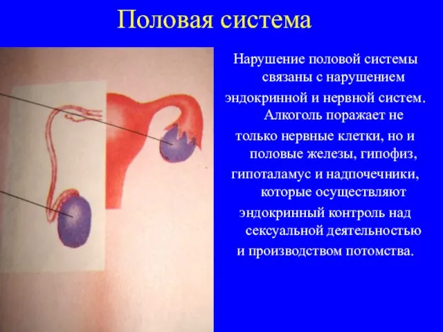 Половая система Нарушение половой системы связаны с нарушением эндокринной и нервной систем.