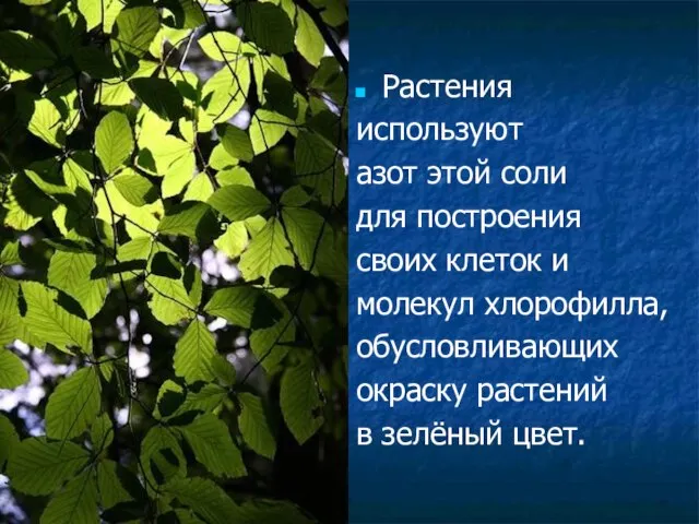 Растения используют азот этой соли для построения своих клеток и молекул хлорофилла,