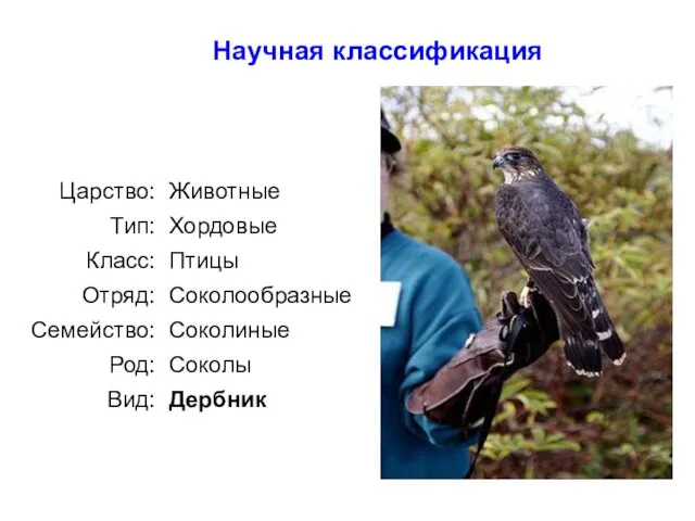 : Научная классификация