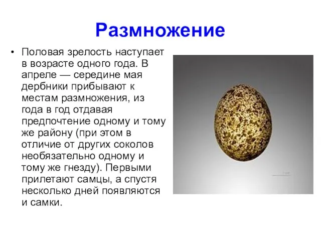 Размножение Половая зрелость наступает в возрасте одного года. В апреле — середине