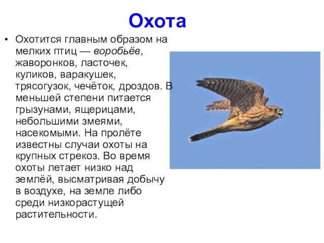 Охота Охотится главным образом на мелких птиц — воробьёв, жаворонков, ласточек, куликов,