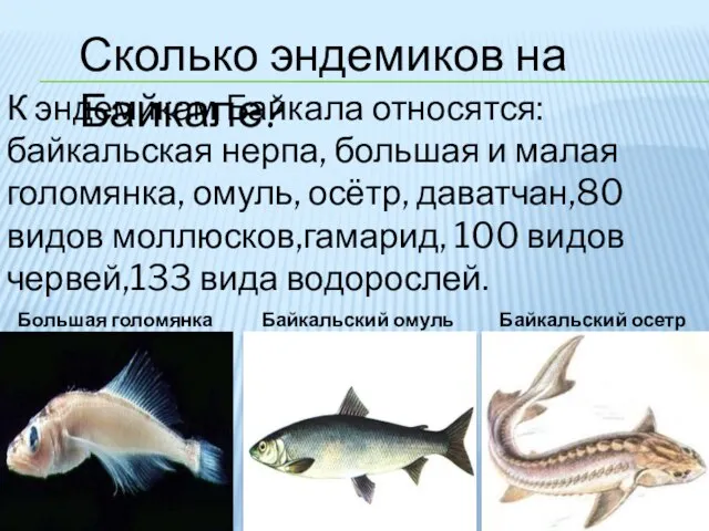 Сколько эндемиков на Байкале? Большая голомянка Байкальский омуль Байкальский осетр К эндемикам