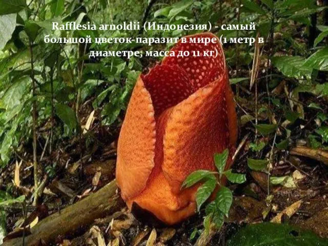 Rafflesia arnoldii (Индонезия) - самый большой цветок-паразит в мире (1 метр в