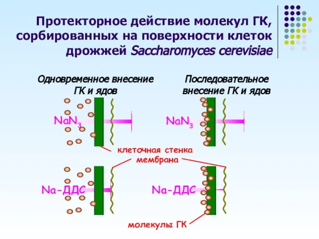 Протекторное действие молекул ГК, сорбированных на поверхности клеток дрожжей Saccharomyces cerevisiae Одновременное