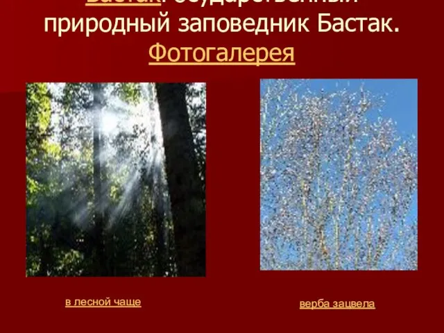 Государственный природный заповедник БастакГосударственный природный заповедник Бастак. Фотогалерея верба зацвела в лесной чаще