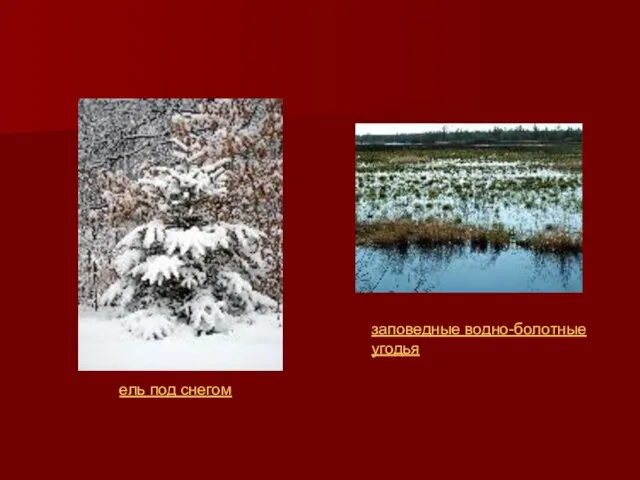 заповедные водно-болотные угодья ель под снегом