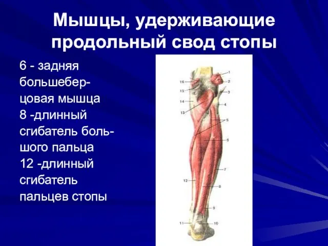 Мышцы, удерживающие продольный свод стопы 6 - задняя большебер- цовая мышца 8