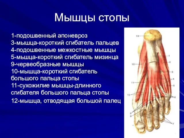 Мышцы стопы 1-подошвенный апоневроз 3-мышца-короткий сгибатель пальцев 4-подошвенные межкостные мышцы 5-мьшца-короткий сгибатель