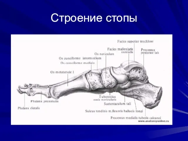 Строение стопы