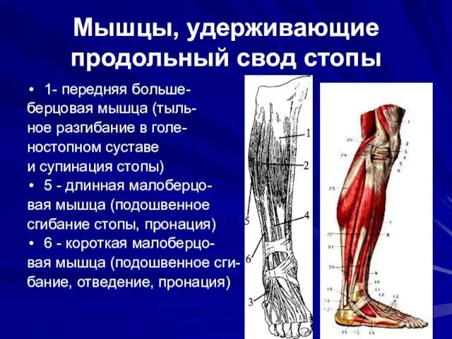 Мышцы, удерживающие продольный свод стопы 1- передняя больше- берцовая мышца (тыль- ное