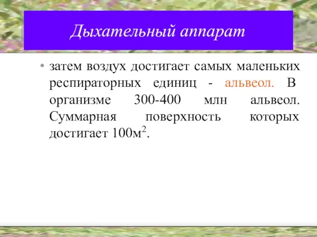 Дыхательный аппарат затем воздух достигает самых маленьких респираторных единиц - альвеол. В