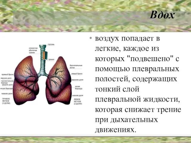 Вдох воздух попадает в легкие, каждое из которых "подвешено" с помощью плевральных