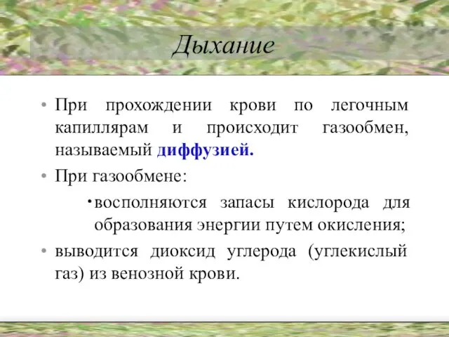 Дыхание При прохождении крови по легочным капиллярам и происходит газообмен, называемый диффузией.