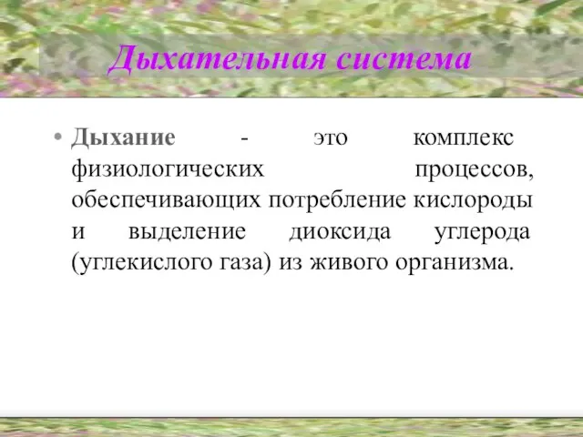 Дыхательная система Дыхание - это комплекс физиологических процессов, обеспечивающих потребление кислороды и