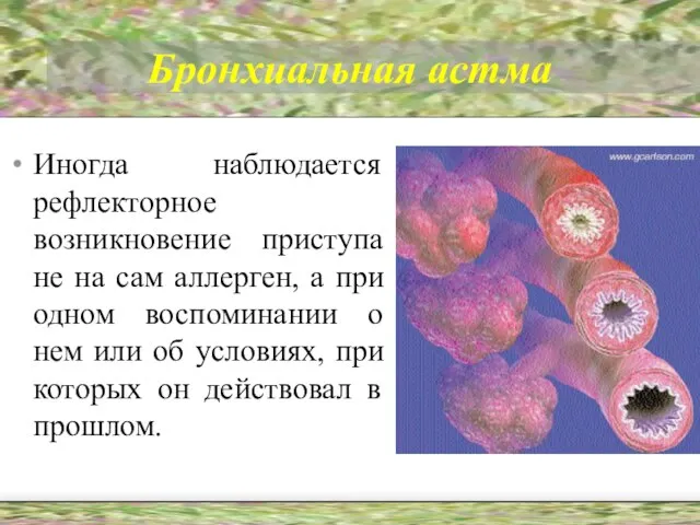 Бронхиальная астма Иногда наблюдается рефлекторное возникновение приступа не на сам аллерген, а