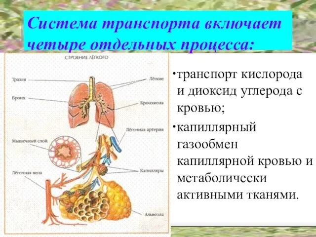 Система транспорта включает четыре отдельных процесса: транспорт кислорода и диоксид углерода с