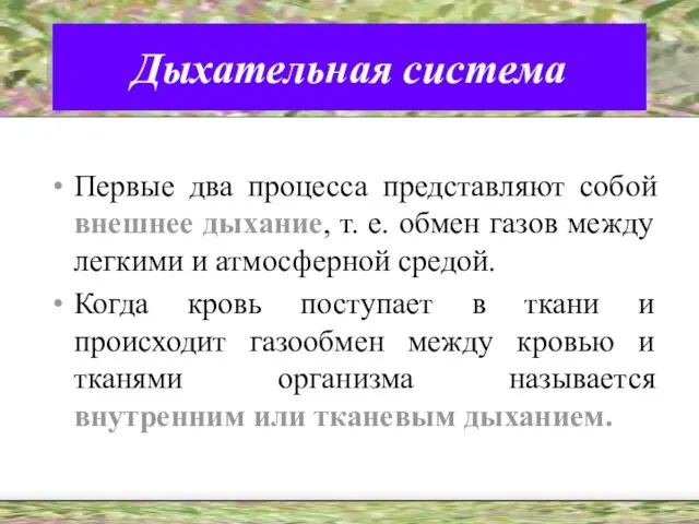 Дыхательная система Первые два процесса представляют собой внешнее дыхание, т. е. обмен