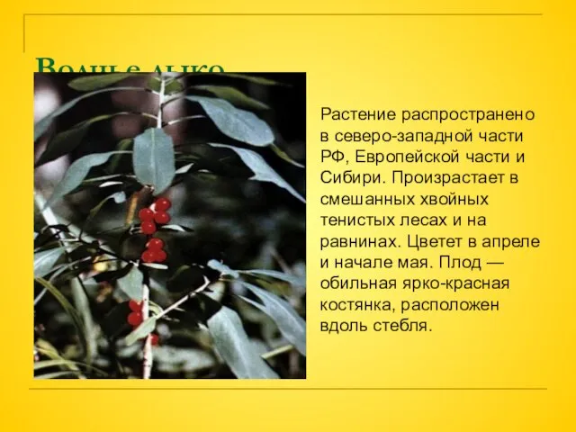 Волчье лыко. Растение распространено в северо-западной части РФ, Европейской части и Сибири.