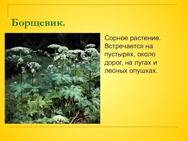 Борщевик. Сорное растение. Встречается на пустырях, около дорог, на лугах и лесных опушках.