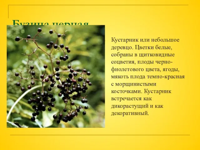 Бузина черная. Кустарник или небольшое деревцо. Цветки белые, собраны в щитковидные соцветия,