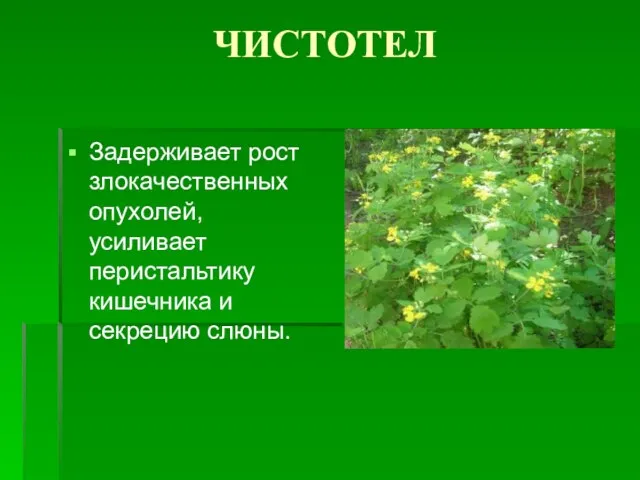 ЧИСТОТЕЛ Задерживает рост злокачественных опухолей, усиливает перистальтику кишечника и секрецию слюны.