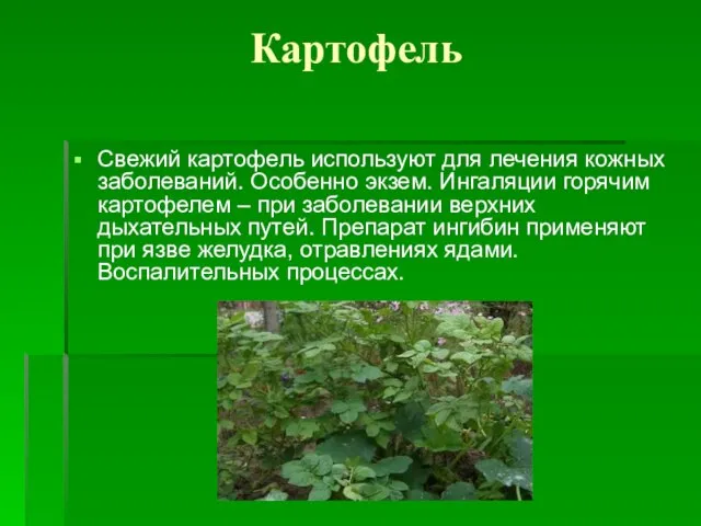 Картофель Свежий картофель используют для лечения кожных заболеваний. Особенно экзем. Ингаляции горячим