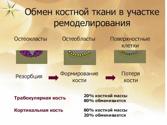 Обмен костной ткани в участке ремоделирования Резорбция Формирование кости Потеря кости Остеокласты