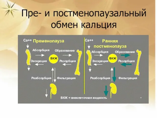 Пременопауза Ранняя постменопауза Са++ Са++ Абсорбция Абсорбция Образование Образование Экскреция Экскреция Резорбция