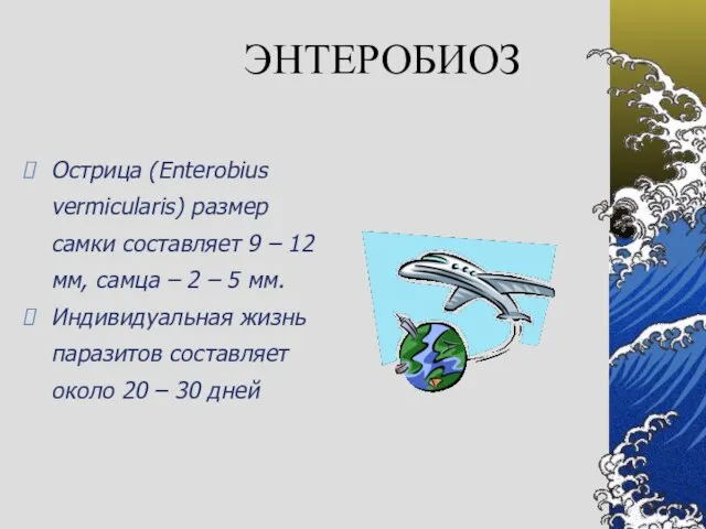 ЭНТЕРОБИОЗ Острица (Enterobius vermicularis) размер самки составляет 9 – 12 мм, самца