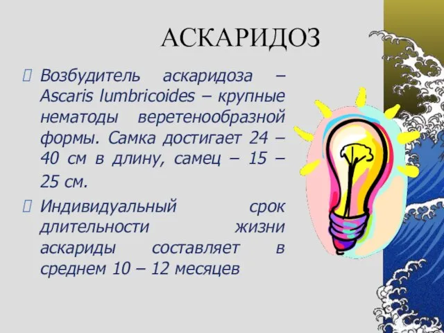 АСКАРИДОЗ Возбудитель аскаридоза – Ascaris lumbricoides – крупные нематоды веретенообразной формы. Самка