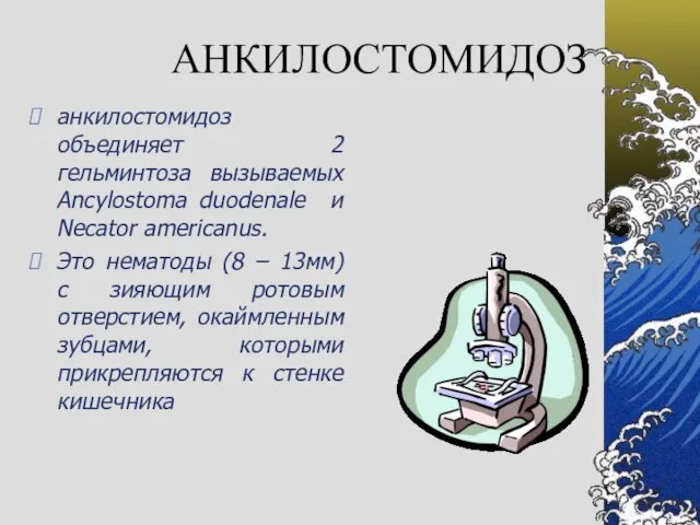 АНКИЛОСТОМИДОЗ анкилостомидоз объединяет 2 гельминтоза вызываемых Ancylostoma duodenale и Necator americanus. Это