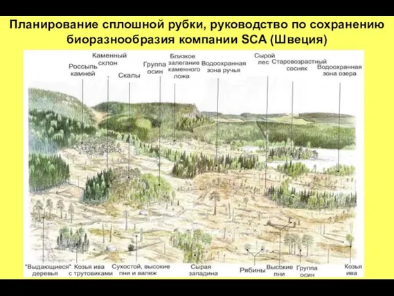 Планирование сплошной рубки, руководство по сохранению биоразнообразия компании SCA (Швеция)