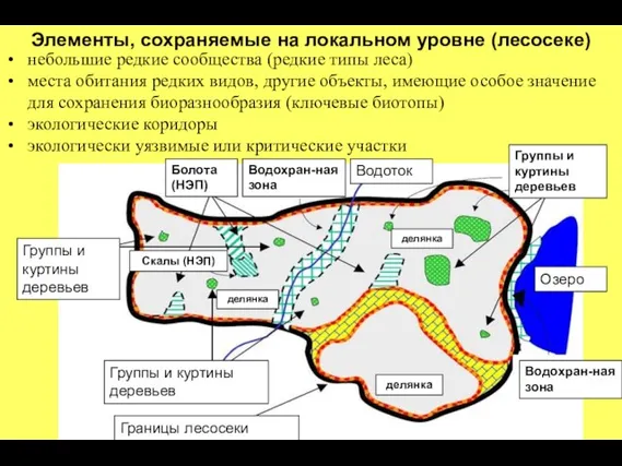 Элементы, сохраняемые на локальном уровне (лесосеке) небольшие редкие сообщества (редкие типы леса)