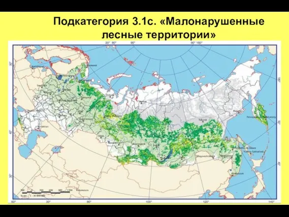 Подкатегория 3.1c. «Малонарушенные лесные территории»