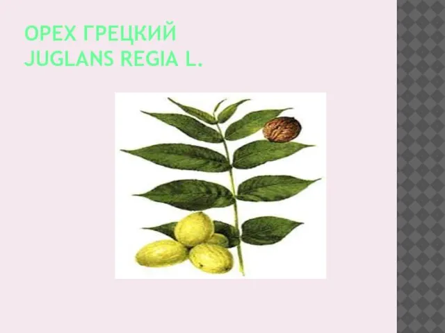 ОРЕХ ГРЕЦКИЙ JUGLANS REGIA L.