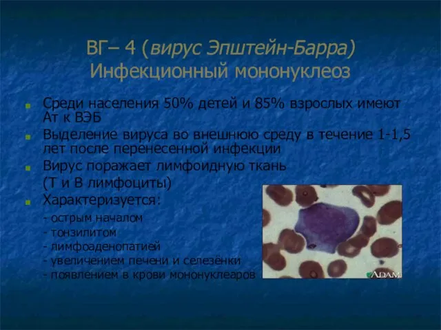 ВГ– 4 (вирус Эпштейн-Барра) Инфекционный мононуклеоз Среди населения 50% детей и 85%