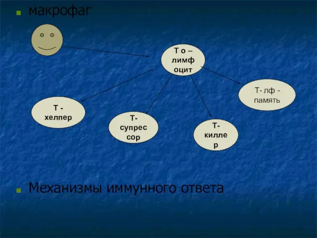 макрофаг Механизмы иммунного ответа Т ס – лимфоцит Т - хелпер Т-