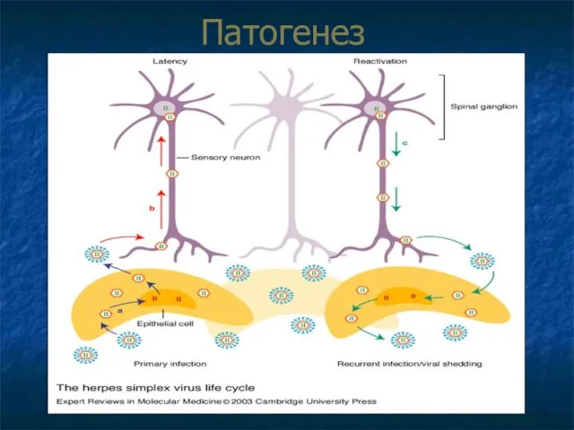 Патогенез