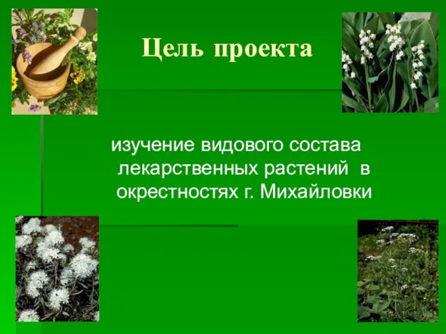 Цель проекта изучение видового состава лекарственных растений в окрестностях г. Михайловки