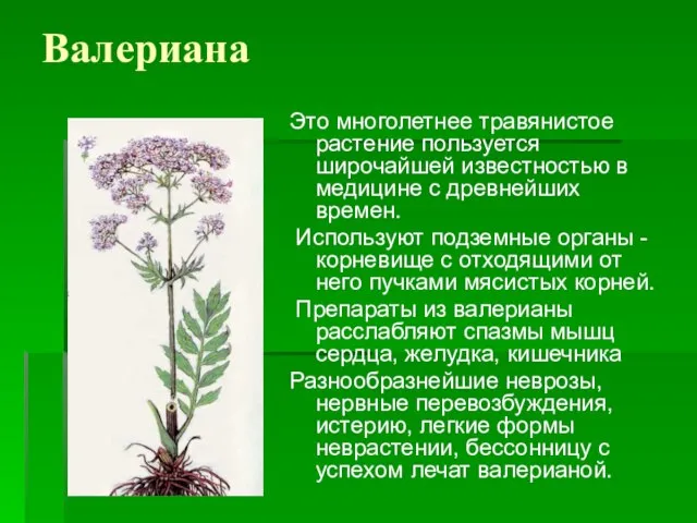 Валериана Это многолетнее травянистое растение пользуется широчайшей известностью в медицине с древнейших