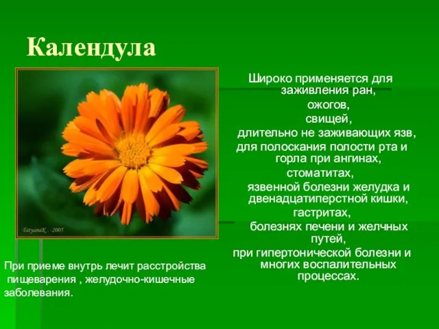 Календула Широко применяется для заживления ран, ожогов, свищей, длительно не заживающих язв,