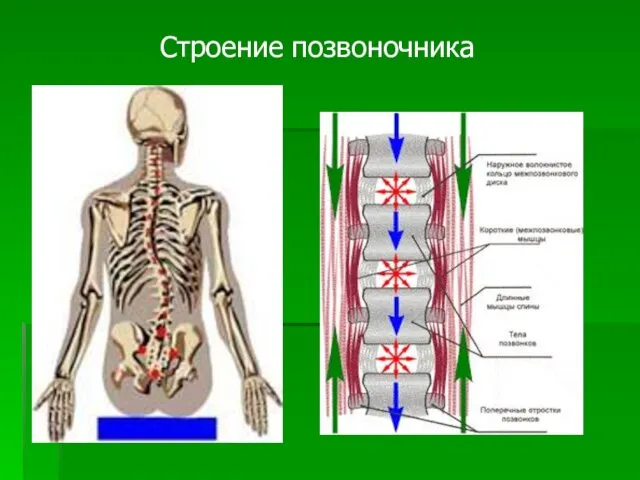 Строение позвоночника